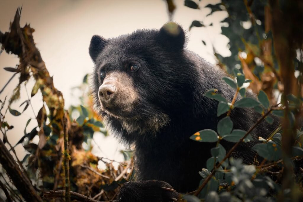 Oso andino de pelaje oscuro y hocico claro entre ramas y hojas